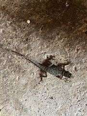 Sceloporus cyanogenys