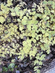 Symphoricarpos mollis