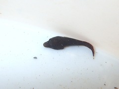 Lepadogaster lepadogaster