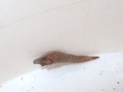 Lepadogaster lepadogaster