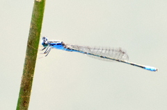 Pseudagrion spencei
