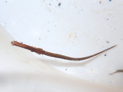 Syngnathus typhle