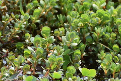 Rotala rotundifolia
