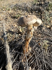 Battarreoides diguetii