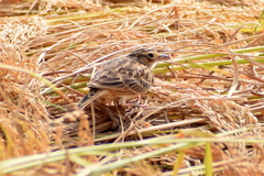 Mirafra assamica