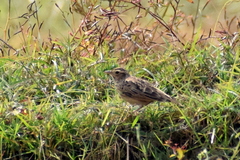 Mirafra assamica