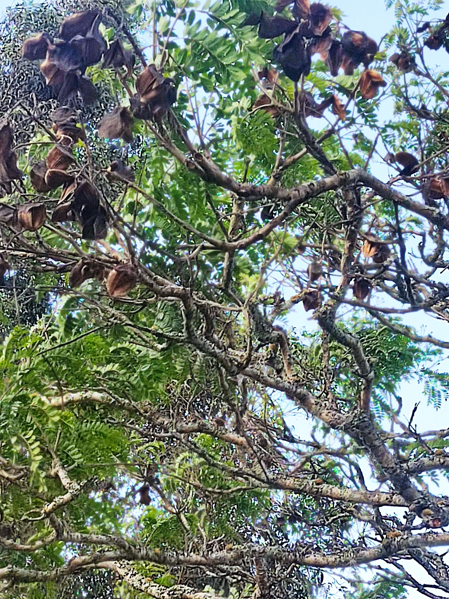 Jacaranda sparrei image