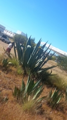 Agave salmiana