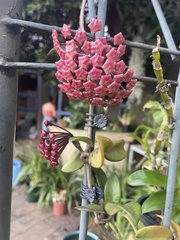 Hoya carnosa
