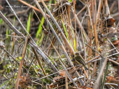 Phylloscopus collybita
