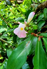 Costaceae