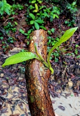 Tetracera