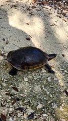 Deirochelys reticularia