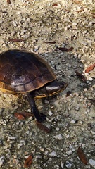 Deirochelys reticularia