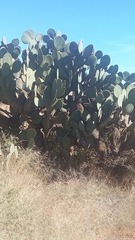 Opuntia leucotricha