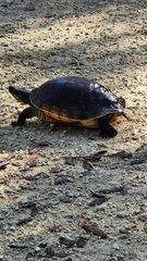 Deirochelys reticularia