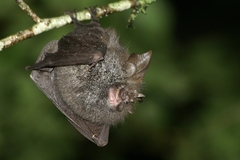 Rhinolophus