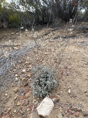 Eriogonum tenellum