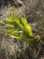 Silphium compositum