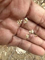 Eriogonum tenellum