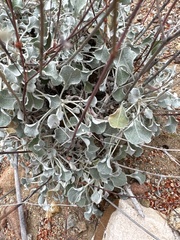 Eriogonum tenellum