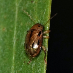 Paria