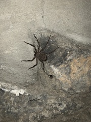 Selenops mexicanus