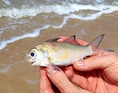 Galeoides decadactylus