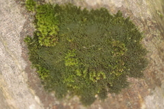 Frullania dilatata