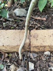 Asclepiadeae