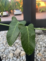 Asclepiadeae