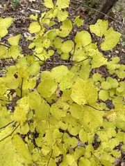 Styrax platanifolius