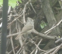 Baeolophus inornatus