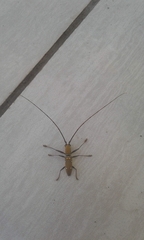 Olenecamptus bilobus