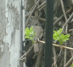 Baeolophus inornatus