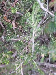 Erica arborea