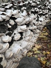 Trichaptum abietinum