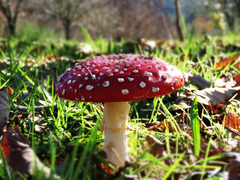 Amanita muscaria muscaria