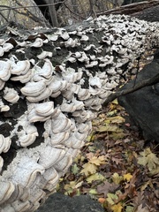 Trichaptum abietinum