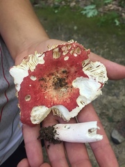 Russula pulchra