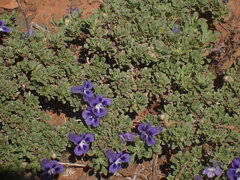 Aptosimum procumbens