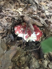 Russula pulchra