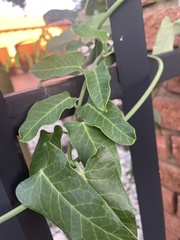 Asclepiadeae