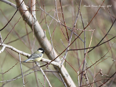 Parus major