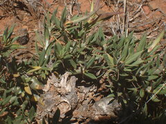 Pachypodium bispinosum