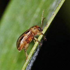 Paria