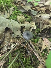 Cyanula