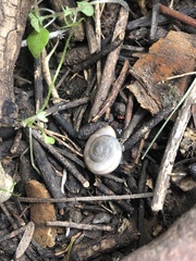 Sonorella allynsmithi