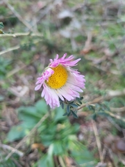 Bellis sylvestris