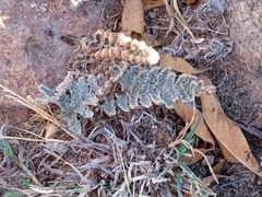 Myriopteris lindheimeri